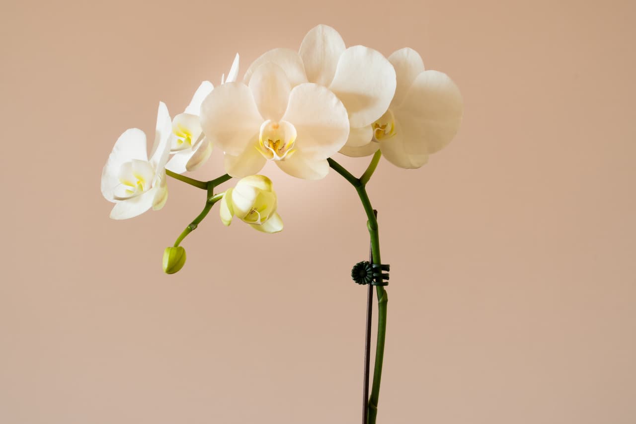 En este momento estás viendo Revivir las orquídeas