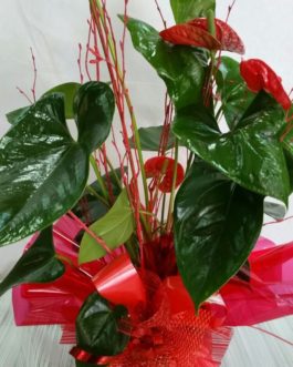 Anthurium