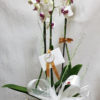 Orquidea con macetero