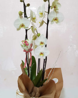 Orquidea phalenopsis con macetero