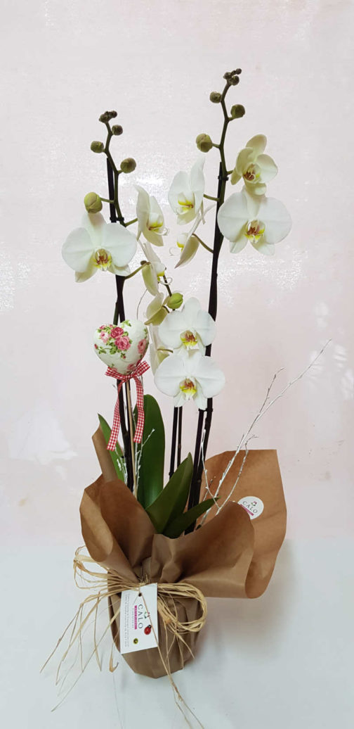 orquídeas blancas