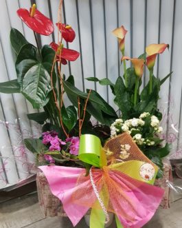 Caja con plantas