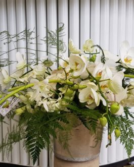 Centro orquídeas y algo mas