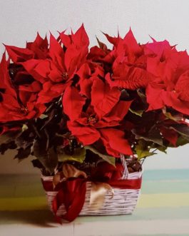 Dos Poinsettias
