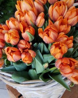Macizo de Tulipanes