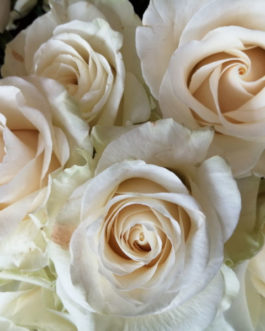 Ramo de 12 rosas blancas