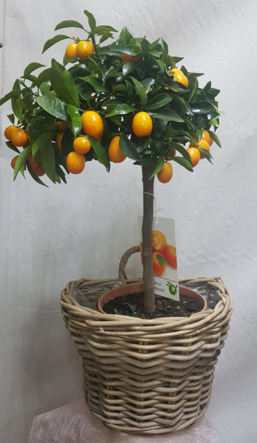 Kumquat