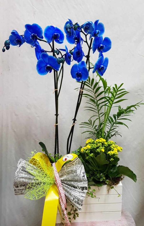 Magic blue -flor