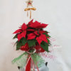 Planta Poinsettias
