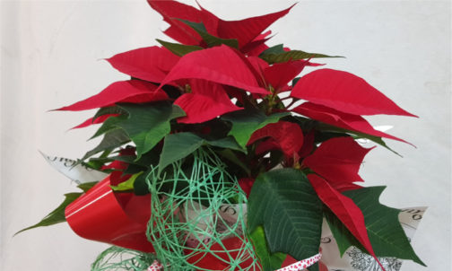 Poinsettias-para-regalar