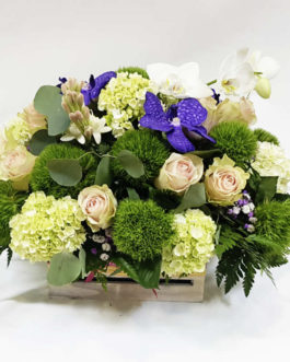 HORTENSIAS